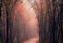 乐鱼体育APP下载-魔幻制霸！哈兰德身披苏超战袍横扫美洲杯，凯尔特人缔造世纪童话